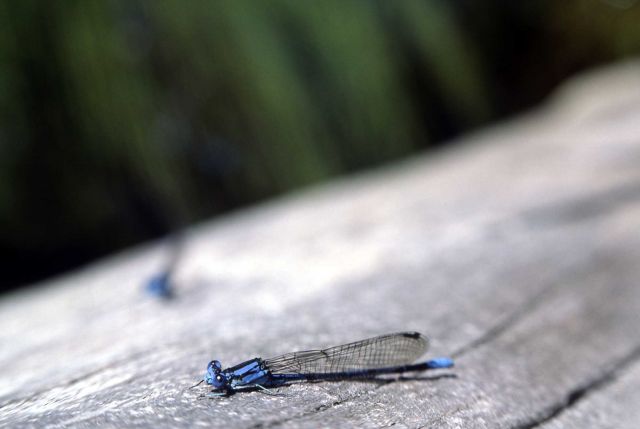 Male damselfly Picture