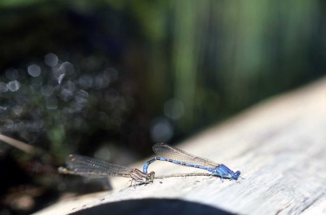Damselflies mating - male on right Picture