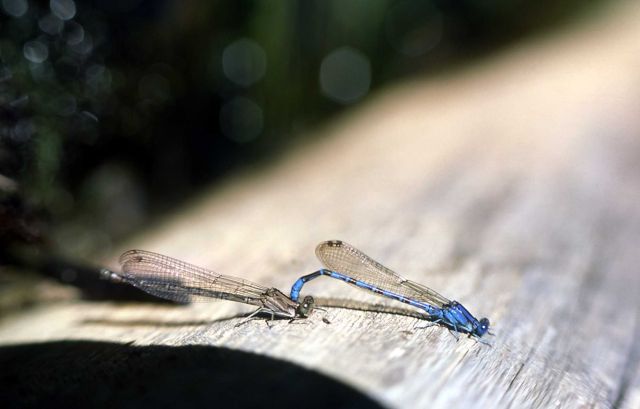Damselflies mating - male on right Picture