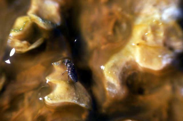 Brine fly Picture