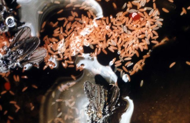 Brine fly with eggs Picture