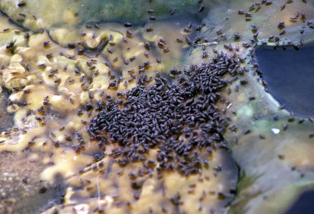 Brine flies Picture