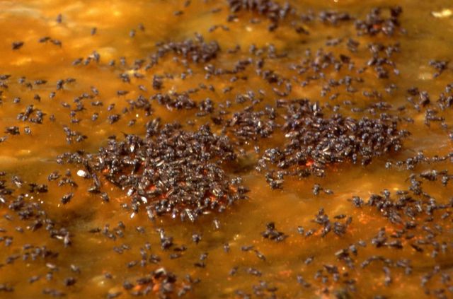 Brine flies Picture