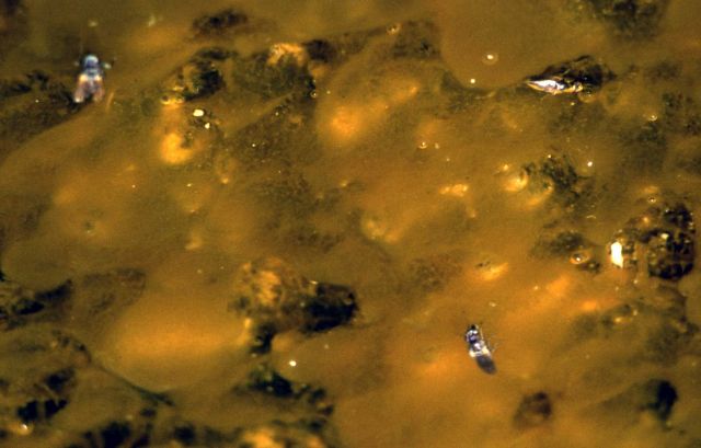 Brine flies Picture