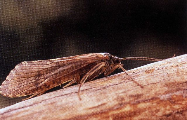 Arctopsyche grandis, caddis fly Picture