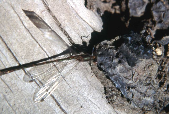 Male Common Spreadwing (Lestes disjunctus) Picture