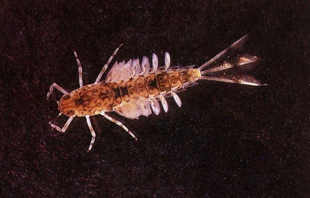 Gray Drake, nymph Mayfly Picture
