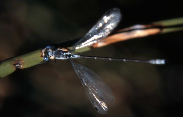 Male Common Spreadwing (Lestes disjunctus) Picture