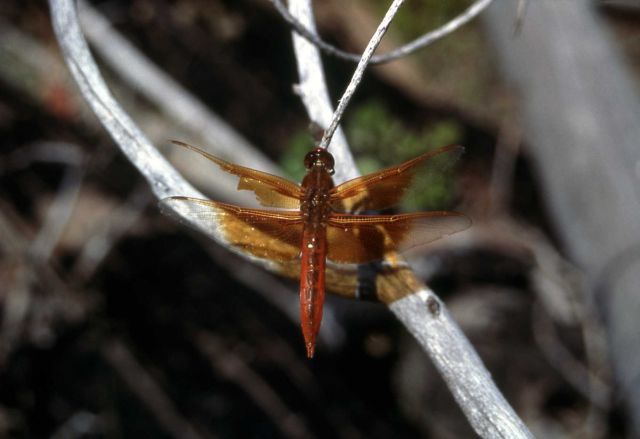 Male Flame Skimmer dragonfly (Libellula saturata) Picture