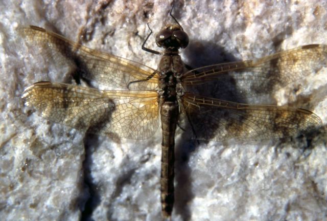 Male Saffron-winged meadowhawk (Sympetrum costiferum) Picture