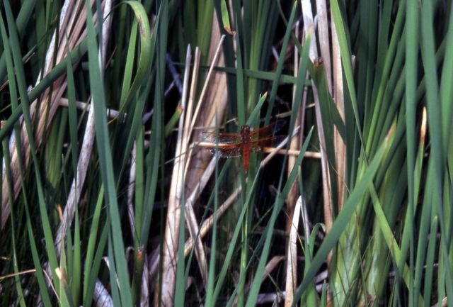 Male Flame Skimmer dragonfly (Libellula saturata) Picture