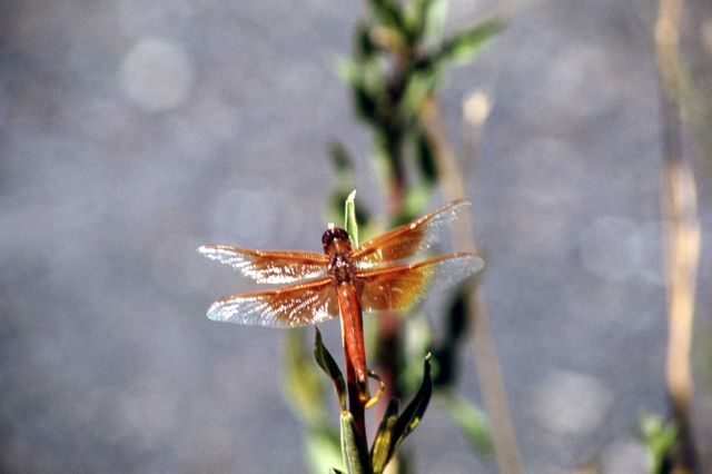 Male Flame Skimmer dragonfly (Libellula saturata) Picture