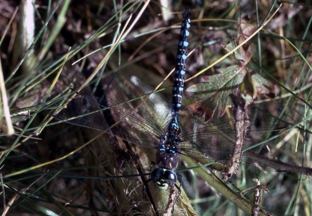 Darner dragonfly (Aeshna sp.) Picture