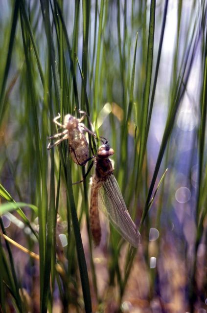 Dragonfly emerging from larval skin Picture