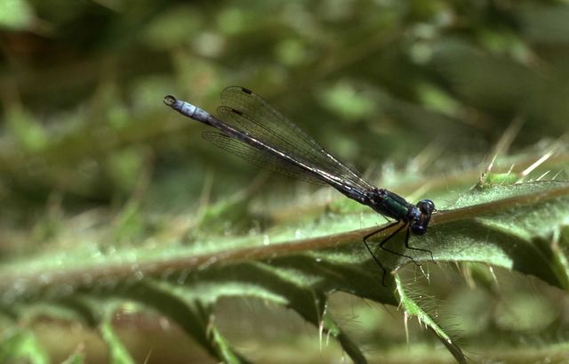 Damselfly Picture