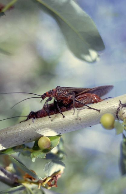 Salmon fly (Pteronarcidae) Picture
