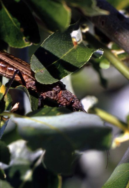 Salmon fly (Pteronarcidae) Picture