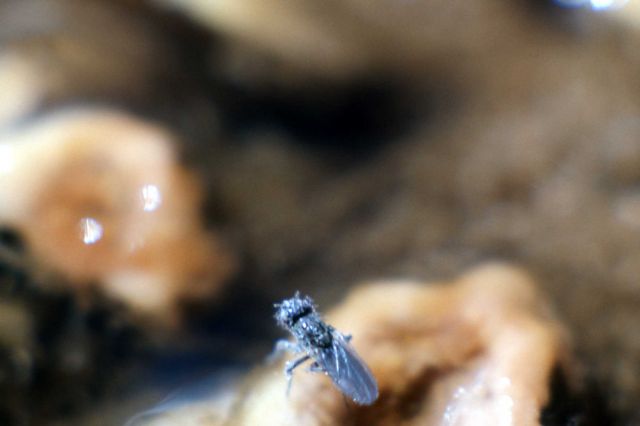 Brine fly Picture