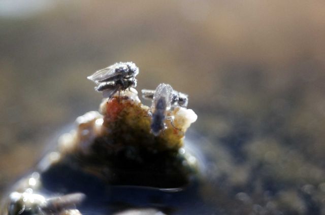 Brine flies mating Picture