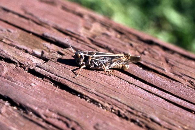 Grasshopper (Acrididae) on log Picture