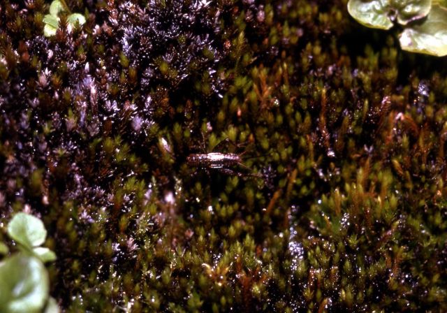 Cricket on moss Picture