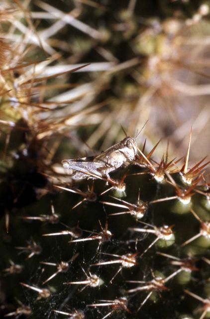 Grasshopper (Acrididae) on prickly pear cactus Picture