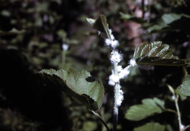 Wooly Aphids on mountain alder Picture