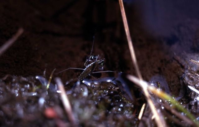 Water strider (Gerridae) at edge of pond Picture