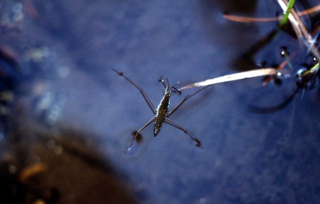 Water strider (Gerridae) on water surface Picture