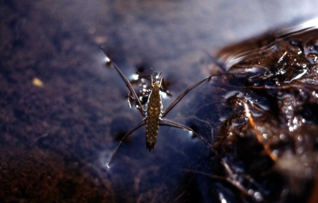 Water strider (Gerridae) on water surface Picture