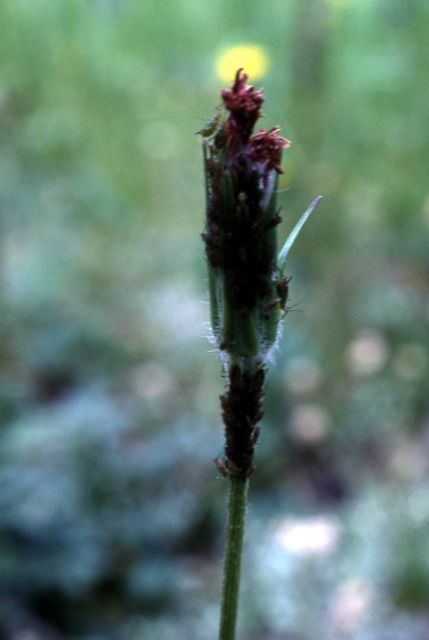 Aphids on plant Picture