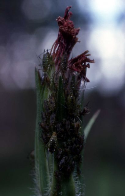 Aphid cluster on plant Picture