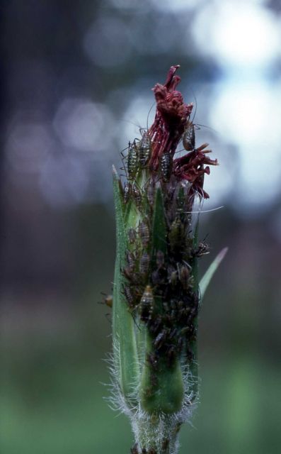 Aphid cluster on plant Picture