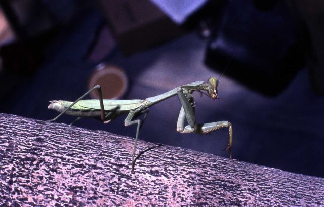 Preying Mantis Picture