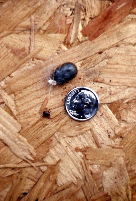 Tick Picture