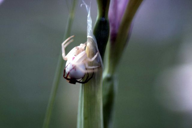 Garden spiders mating Picture