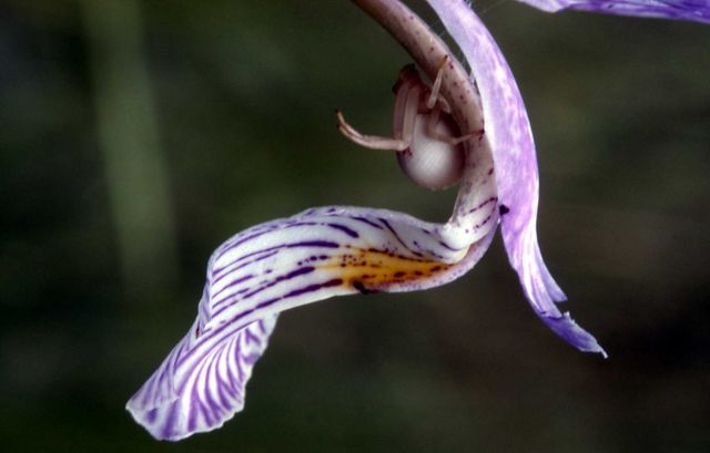 Garden spider on Iris Picture