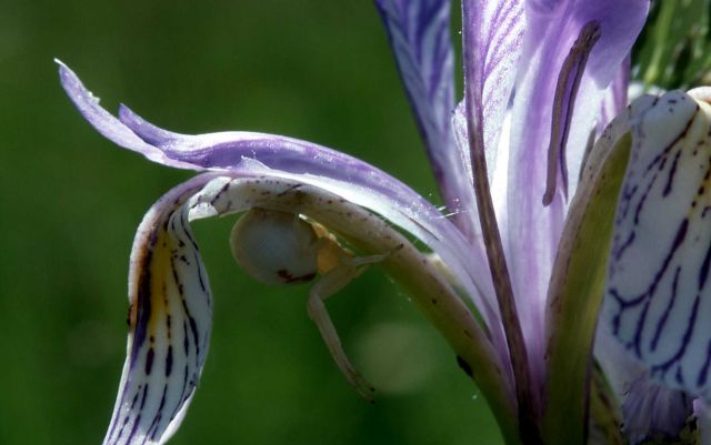 Garden spider on Iris Picture