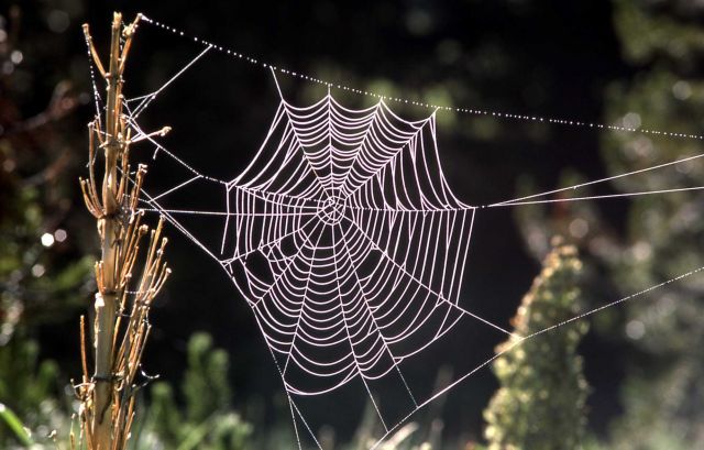 Orb spider web Picture