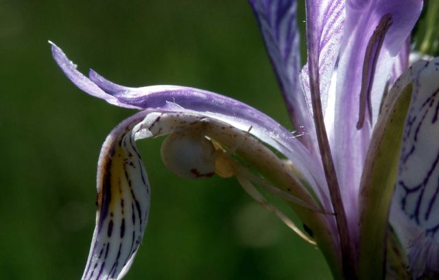 Garden spider on Iris Picture