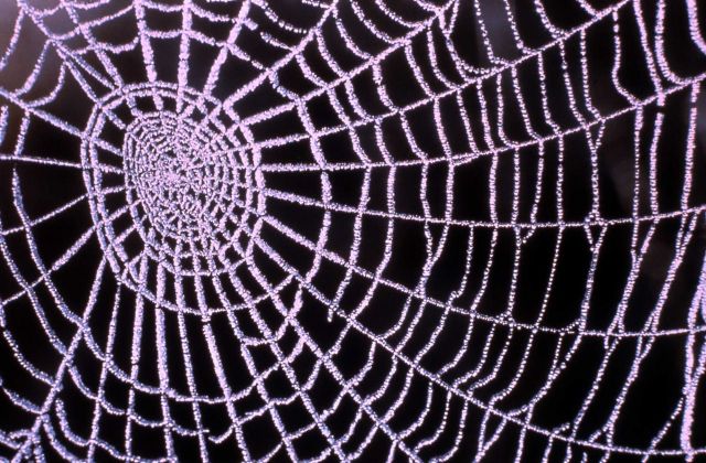 Spider web Picture