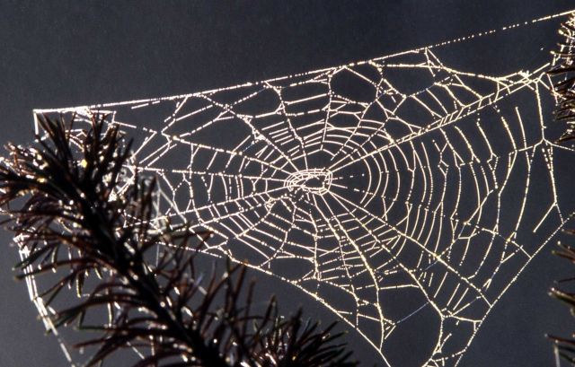 Spider web Picture