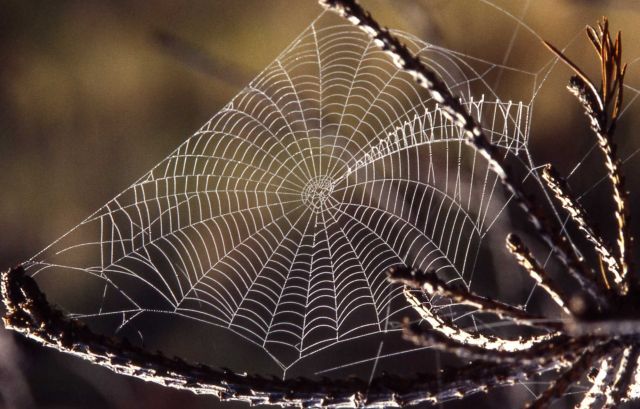 Spider web Picture