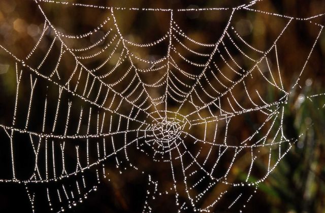 Spider web Picture