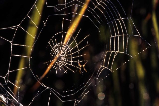 Spider web Picture