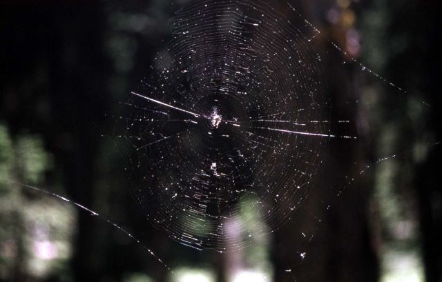 Spider web in the Washburn Range Picture
