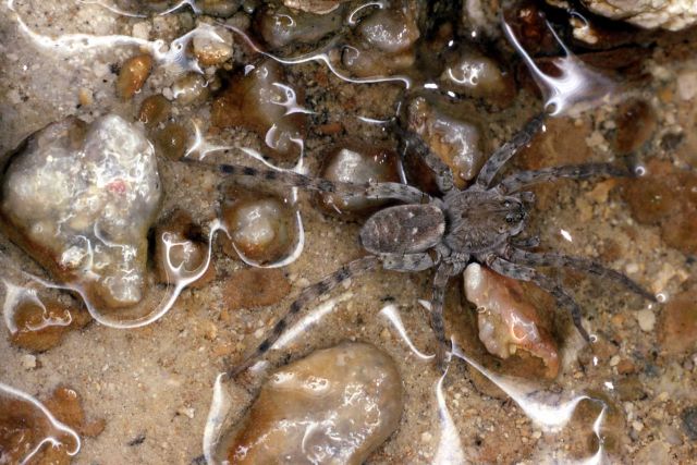 Spider in hot springs runoff Picture