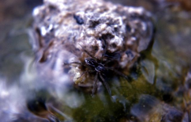 Thermophilic spider in hot springs runoff Picture