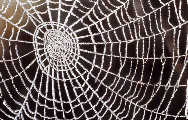 Spider web Picture