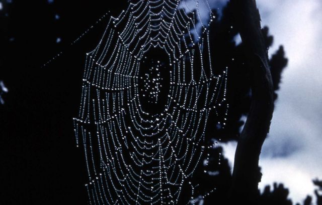 Spider web Picture